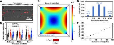 Development of a tomato xylem-mimicking microfluidic system to study Ralstonia pseudosolanacearum biofilm formation